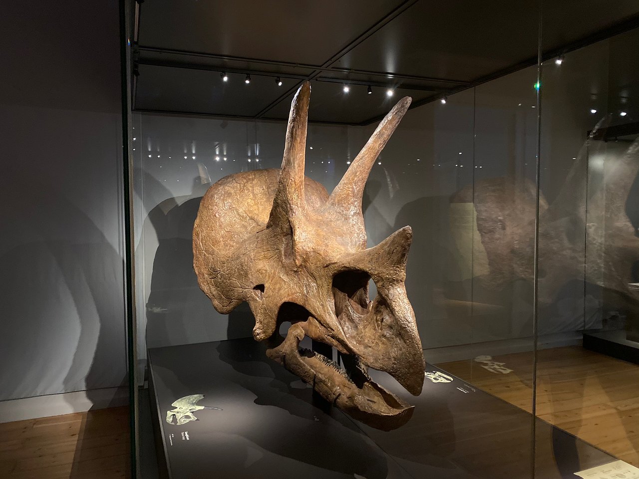 University of Copenhagen Geological Museum